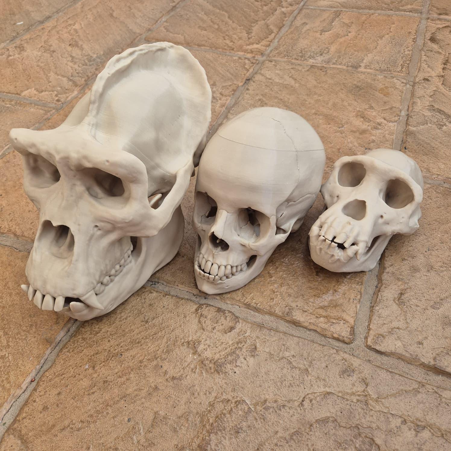 Hominids Skull Bundle - Life Size 3D Print (Human, Gorilla & Chimp)