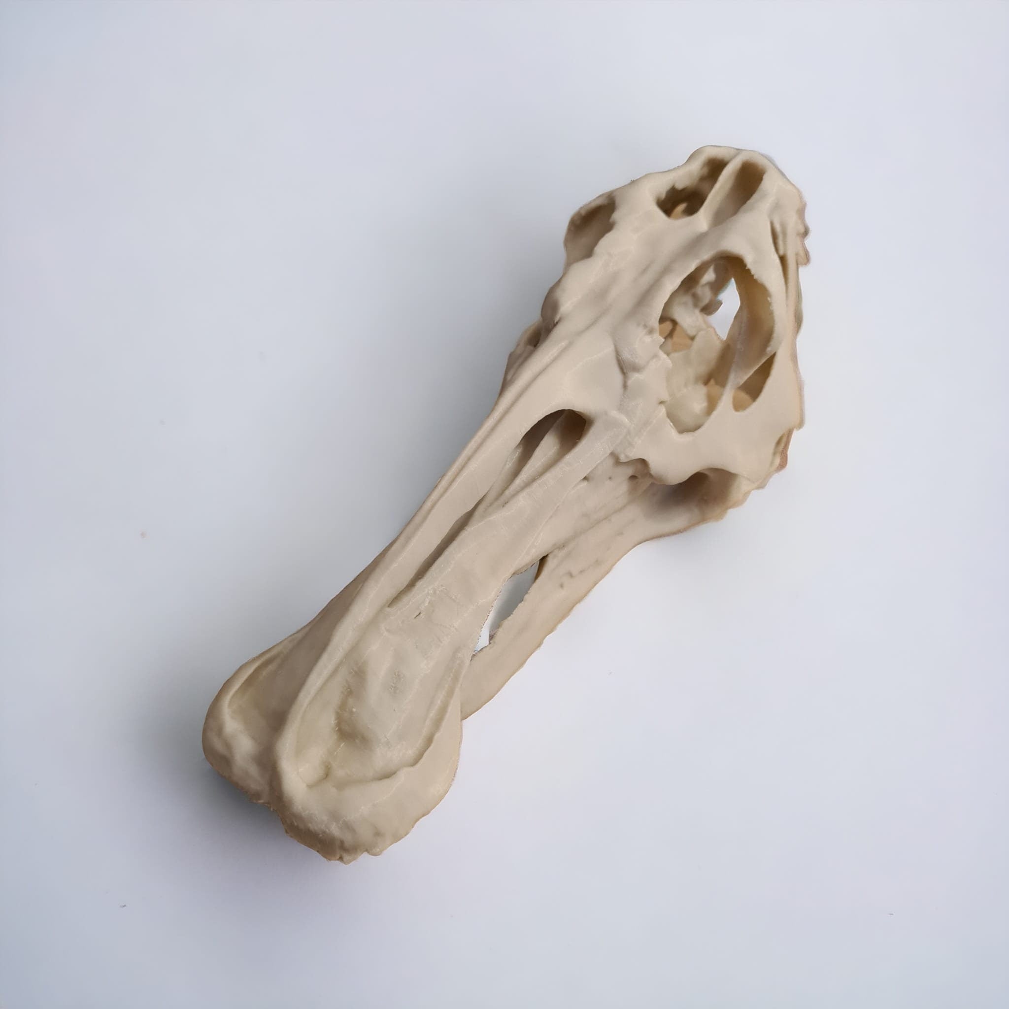 Edmontosaurus Dinosaur skull - 3D Print