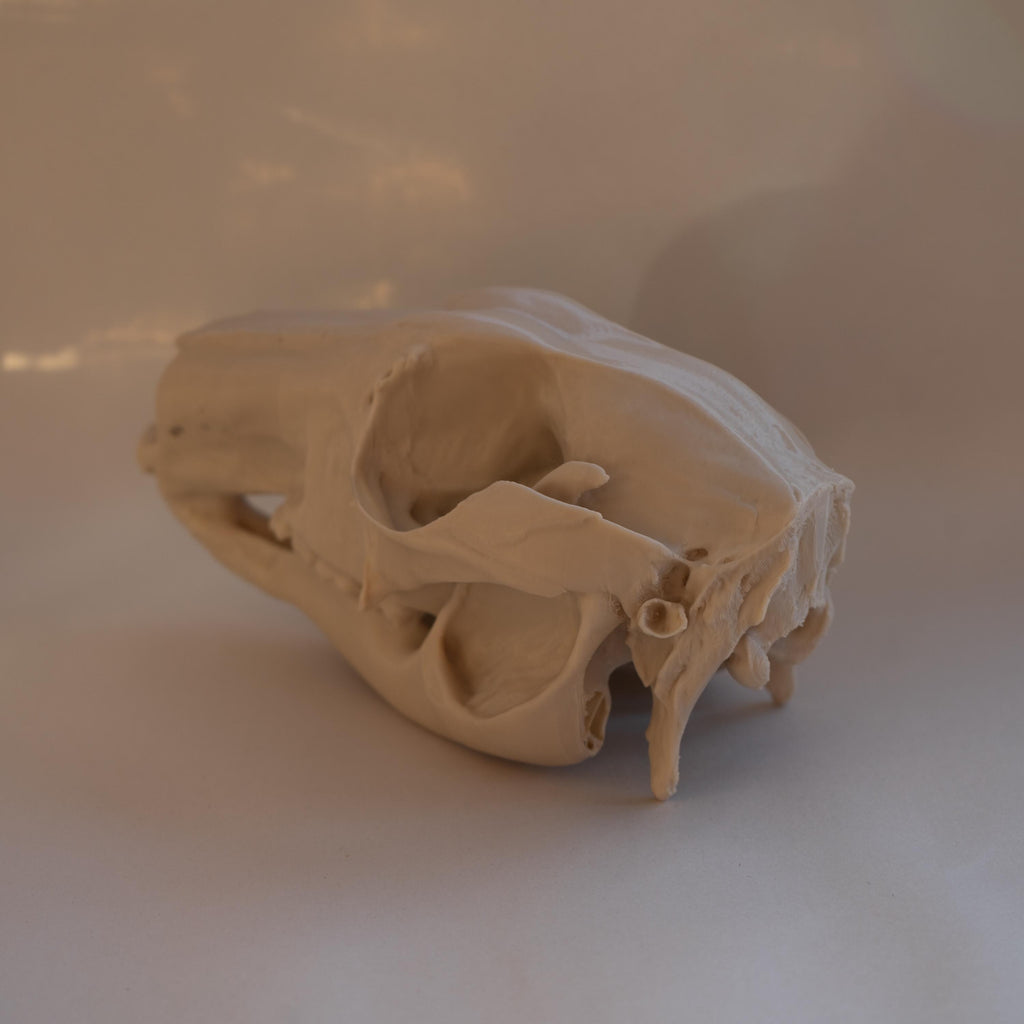 Wallaby Skull - Life Size 3D Print