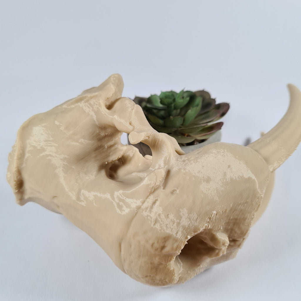 Decorative animal skull with a succulent plant inside on a white background
