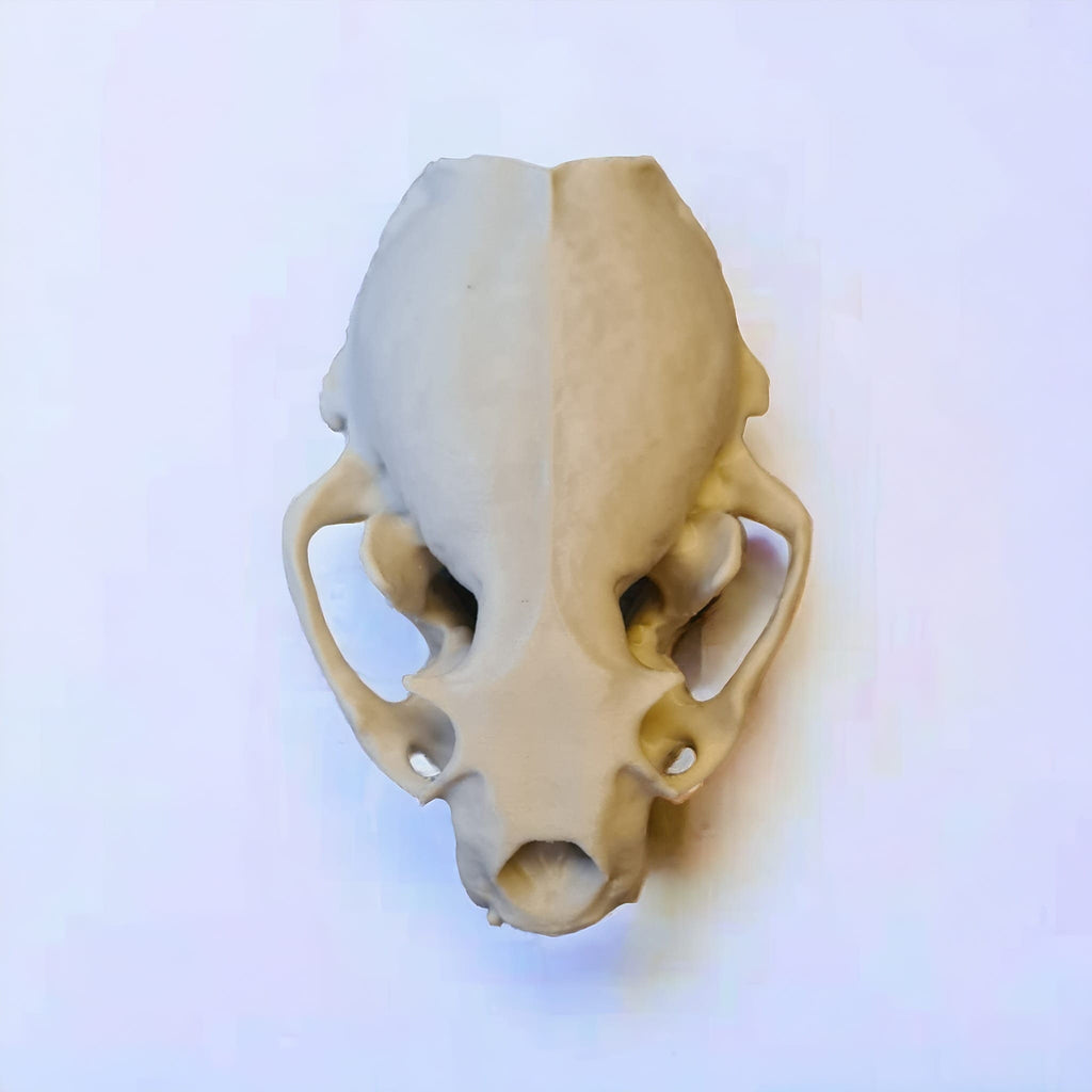 River Otter Skull - Life Size 3D Print